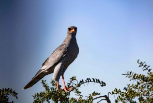 Addo Elephant National Park All Inclusive Full-Day Safari