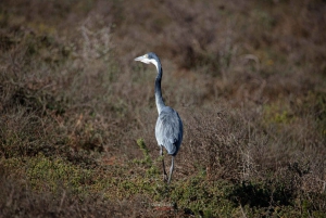 Addo Elephant National Park All Inclusive Full-Day Safari