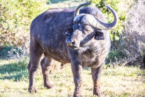 Addo Elephant National Park All Inclusive Full-Day Safari