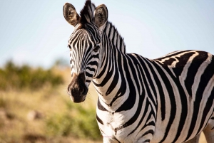 Addo Elephant National Park All Inclusive Full-Day Safari