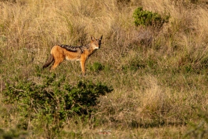 Addo Elephant National Park All Inclusive Full-Day Safari