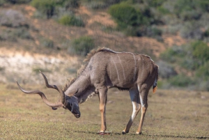 Addo Elephant National Park All Inclusive Full-Day Safari