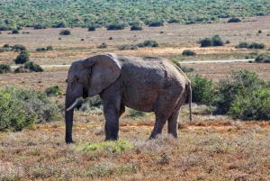 Addo Elephant National Park All Inclusive Full-Day Safari