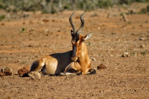 Addo Elephant National Park All Inclusive Full-Day Safari