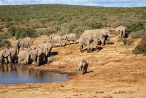 Addo Elephant National Park All Inclusive Full-Day Safari