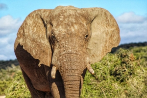 Addo Elephant National Park All Inclusive Full-Day Safari
