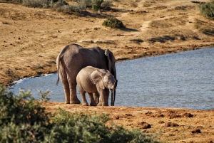 Addo Elephant National Park All Inclusive Full-Day Safari