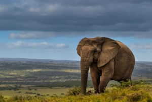Addo Elephant National Park All Inclusive Full-Day Safari