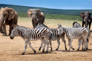 Addo Elephant National Park All Inclusive Full-Day Safari
