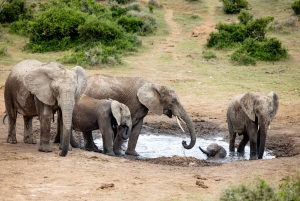 Addo Elephant National Park All Inclusive Full-Day Safari