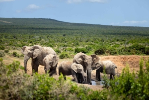 Addo Elephant National Park All Inclusive Full-Day Safari