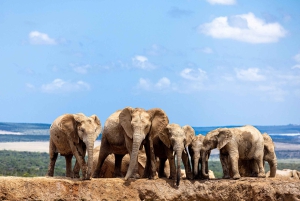 Addo Elephant National Park All Inclusive Full-Day Safari