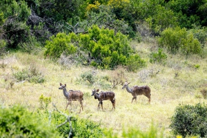 Addo Elephant National Park All Inclusive Full-Day Safari