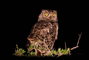 Addo Elephant National Park All Inclusive Full-Day Safari