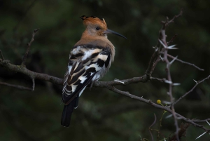 Addo Elephant National Park All Inclusive Full-Day Safari