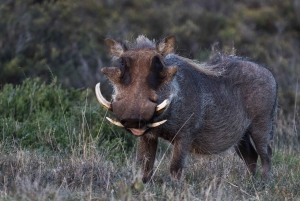 Addo Elephant National Park All Inclusive Full-Day Safari