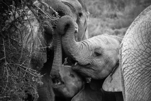 Addo Elephant National Park All Inclusive Full-Day Safari