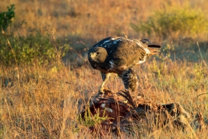 Addo Elephant National Park All Inclusive Full-Day Safari