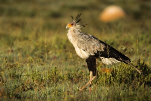 Addo Elephant National Park All Inclusive Full-Day Safari