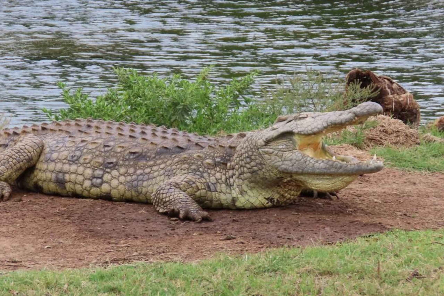 Safari o wschodzie słońca - przez park Addo do rezerwatu Schotia
