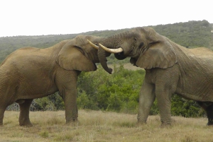Całodniowe safari w Parku Narodowym Addo Elephant: Port Elizabeth