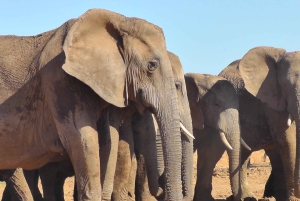 Całodniowe safari w Parku Narodowym Addo Elephant: Port Elizabeth