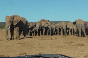 Całodniowe safari w Parku Narodowym Addo Elephant: Port Elizabeth