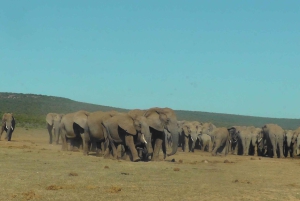 Całodniowe safari w Parku Narodowym Addo Elephant: Port Elizabeth