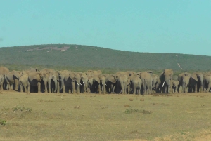 Całodniowe safari w Parku Narodowym Addo Elephant: Port Elizabeth
