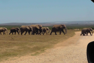 Całodniowe safari w Parku Narodowym Addo Elephant: Port Elizabeth