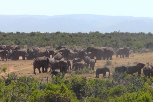 Całodniowe safari w Parku Narodowym Addo Elephant: Port Elizabeth