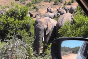 Całodniowe safari w Parku Narodowym Addo Elephant: Port Elizabeth