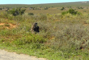 Całodniowe safari w Parku Narodowym Addo Elephant: Port Elizabeth