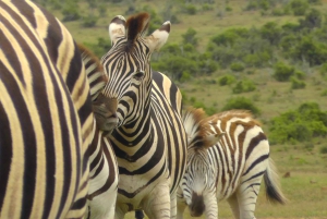 Całodniowe safari w Parku Narodowym Addo Elephant: Port Elizabeth