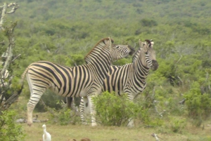 Całodniowe safari w Parku Narodowym Addo Elephant: Port Elizabeth