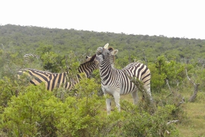 Całodniowe safari w Parku Narodowym Addo Elephant: Port Elizabeth