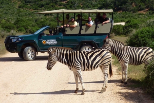 Addo-Elefanten-Nationalpark: Geführte Halbtagessafari