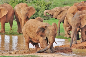 Addo Elephant National Park: Guided Half-Day Safari