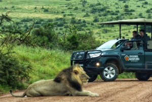 Addo Elephant National Park: Guided Half-Day Safari