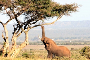 Addo Elephant National Park: Guided Half-Day Safari