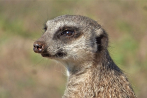 Addo Elephant National Park: Guided Half-Day Safari