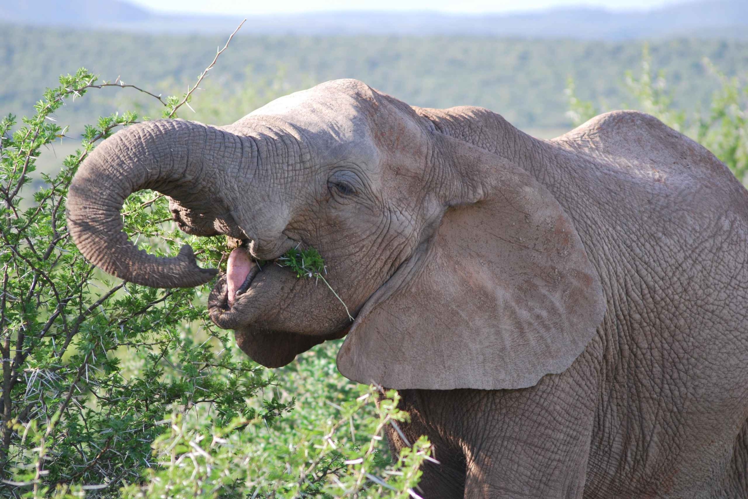 Национальный парк слонов Аддо: частное сафари на полдня