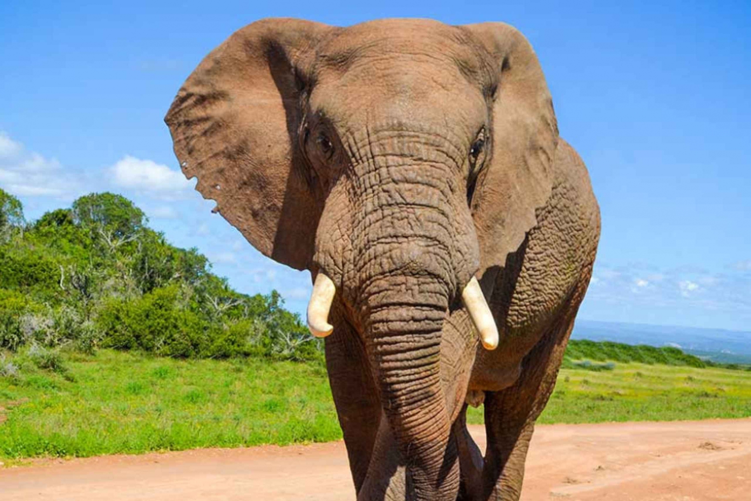 Safari privato di un giorno intero nel Parco Nazionale degli Elefanti di Addo