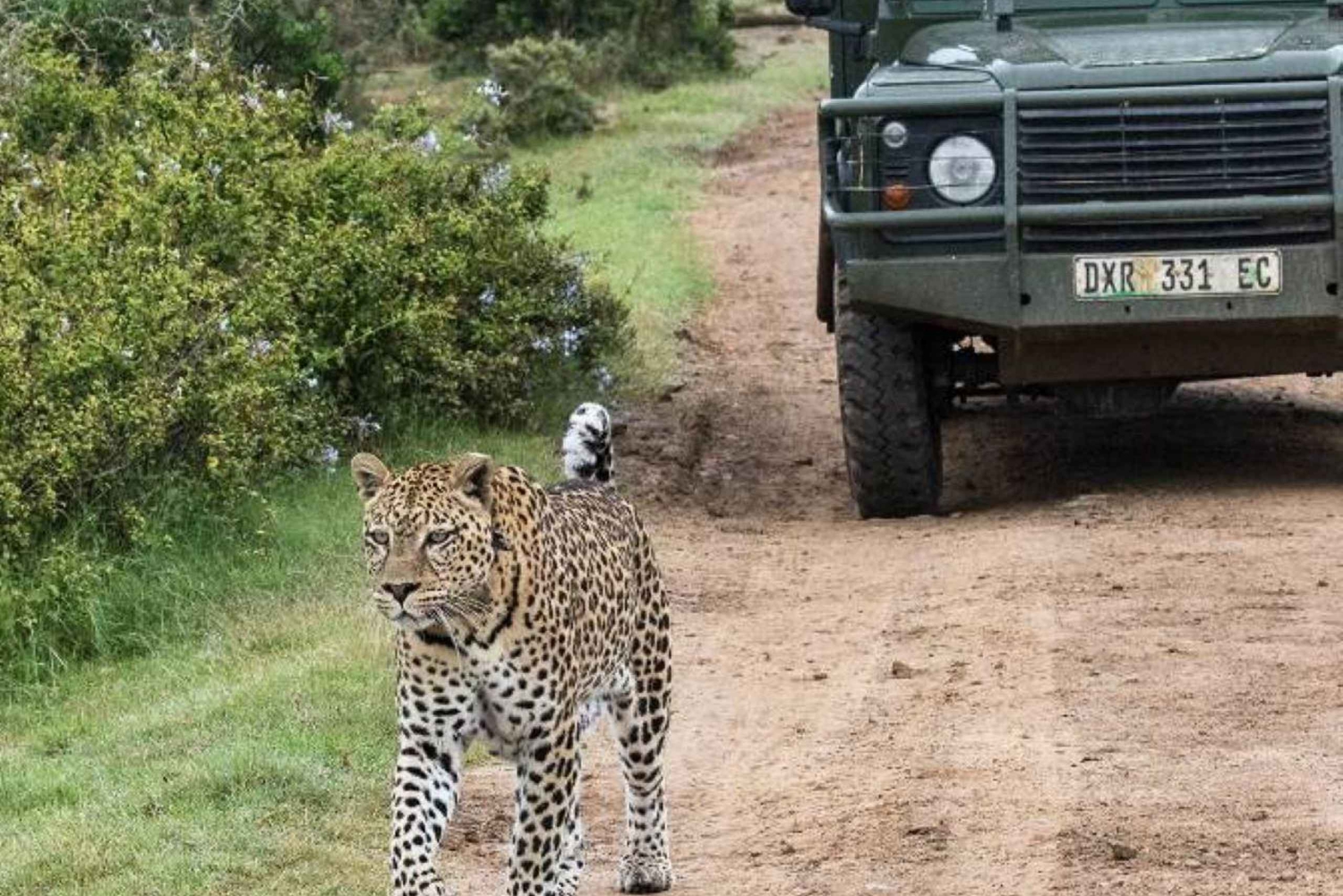 Addo-Elefanten-Nationalpark: Safari-Tagestour mit dem eigenen Auto