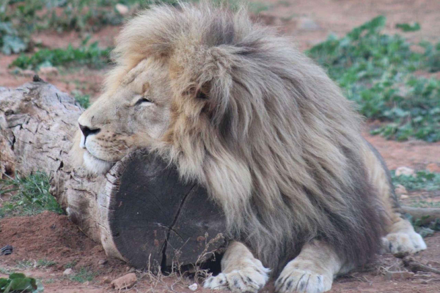 Парк слонов Аддо: сафари «Большая семерка» с гидом