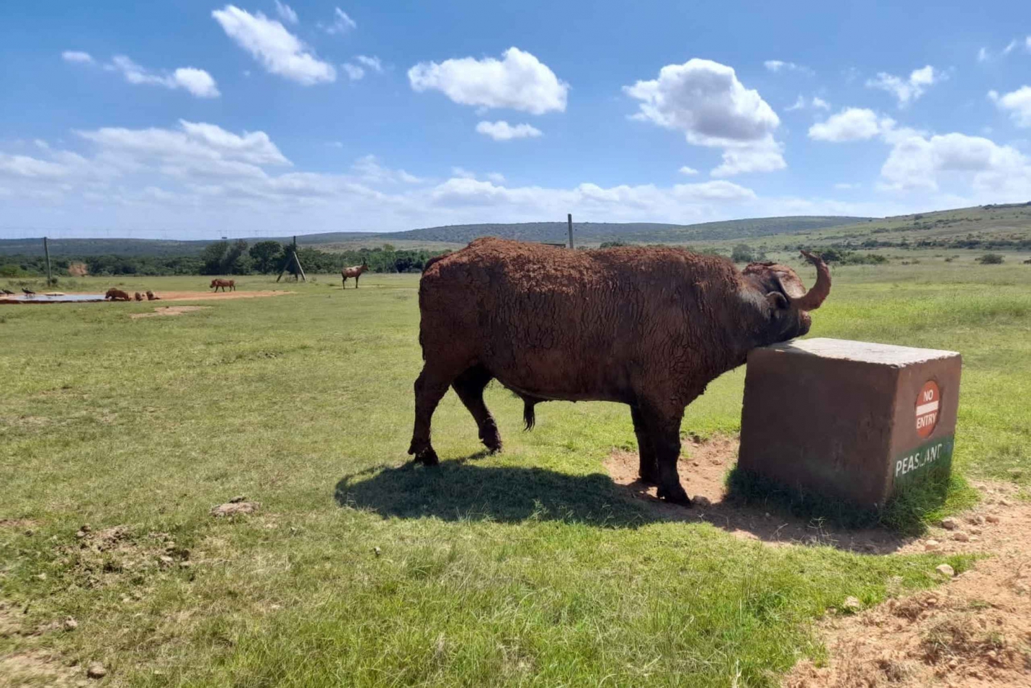 Port Elizabeth: Addo Elephant Park Landausflug & Safari