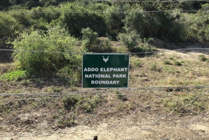 Addo Elephant heldagssafari / landutflukter