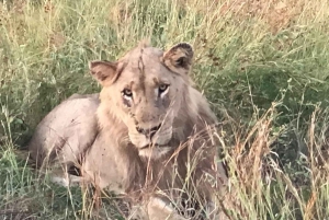 Addo Elephant heldagssafari / landutflukter