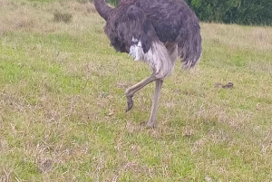 Addo Elephant heldagssafari / landutflukter