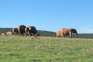 Addo Elephant heldagssafari / landutflukter